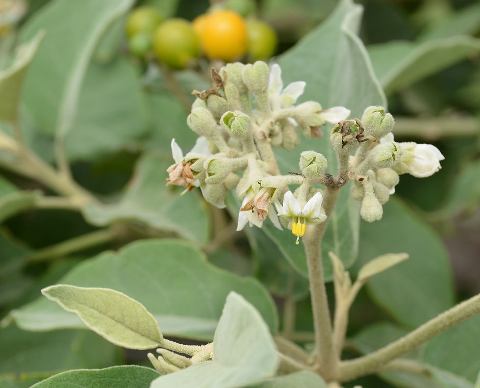 A cluster of Potato Tree flowers opening their blooms. (Photo by Anita Westervelt)