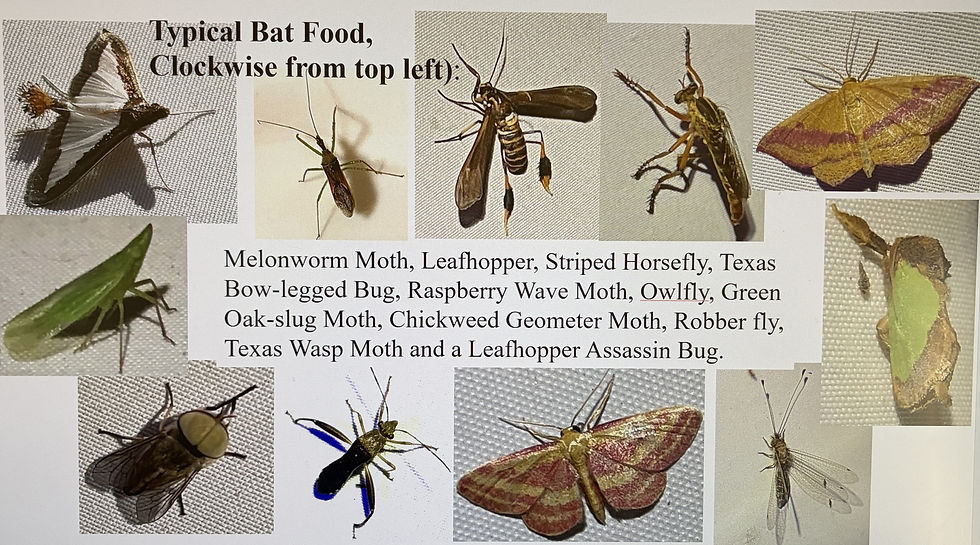 (PowerPoint art work created by Anita Westervelt)