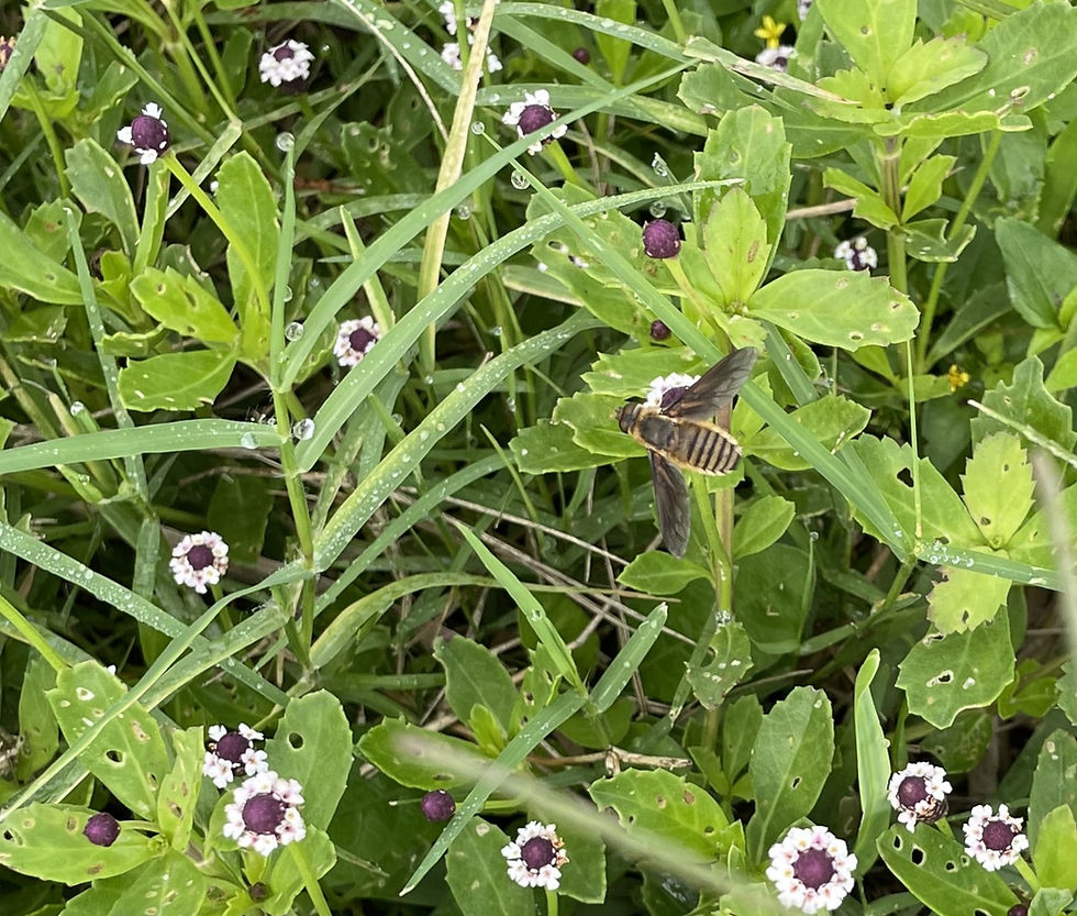 A Poecilanthrax Lucifer Bee on Frog Fruit. (Photo by Anita Westervelt)