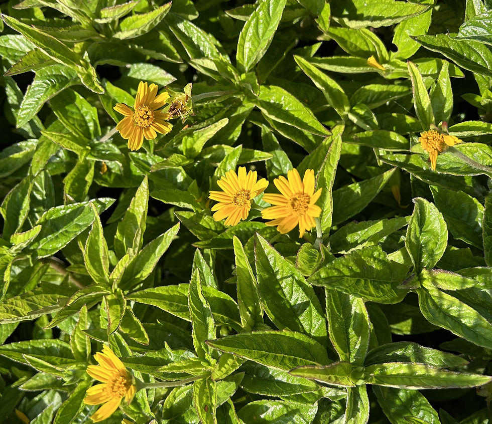 Invasive Trailing Daisy. (Photo by Anita Westervelt)