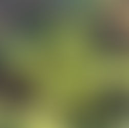 A bit on the wild side of poinsettia