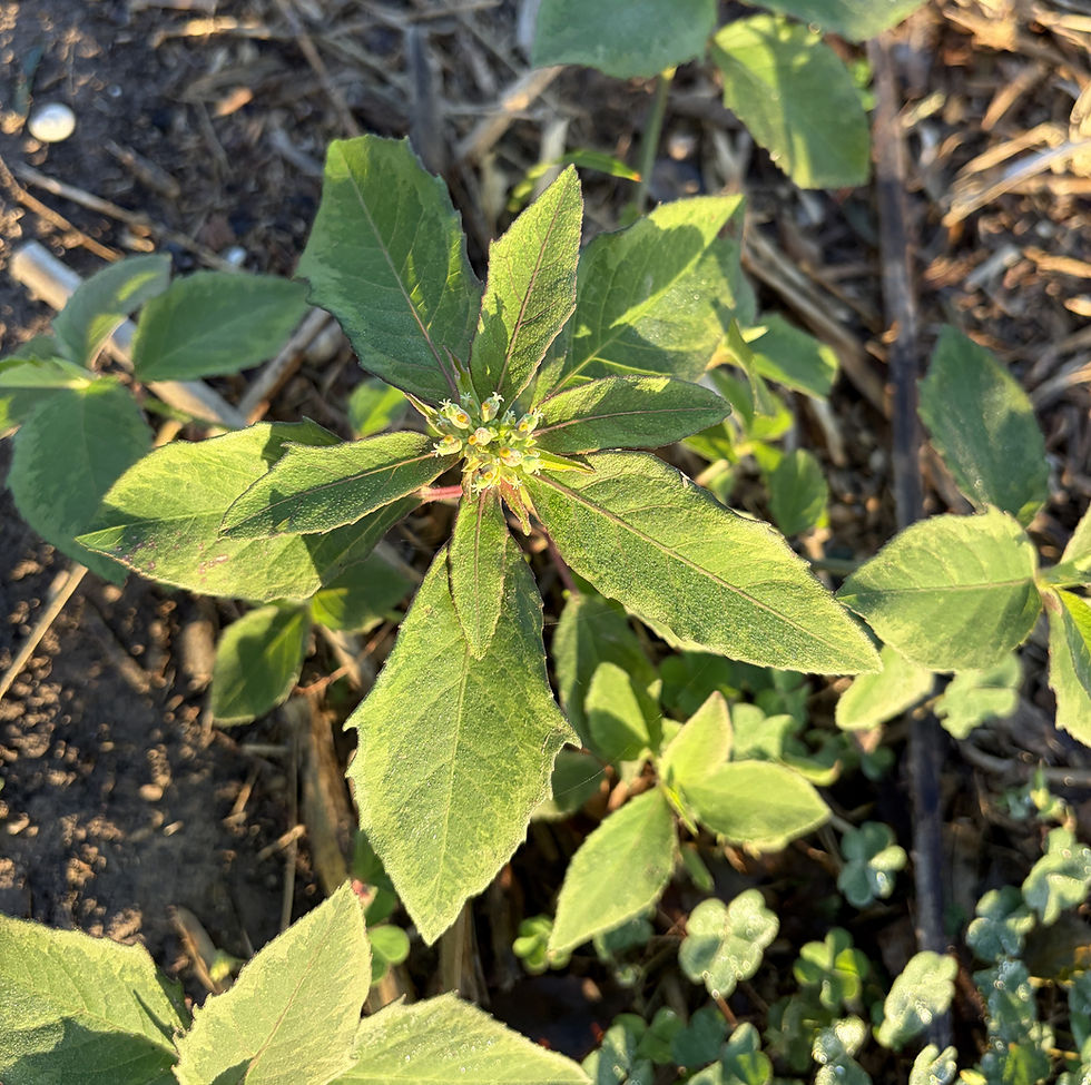 A bit on the wild side of poinsettia