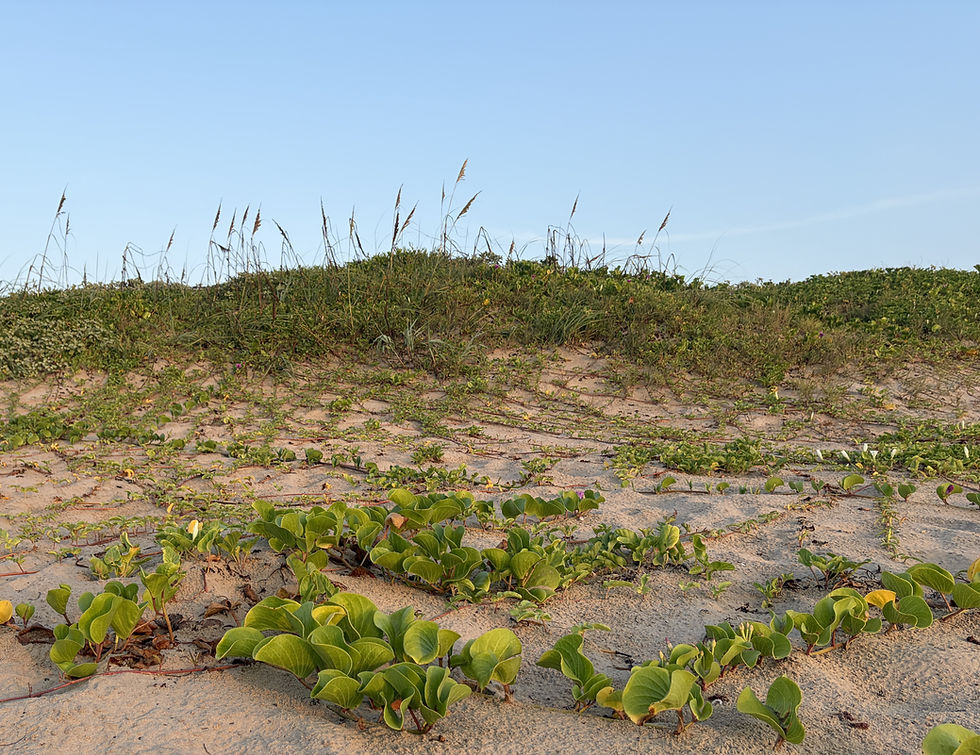 What the sand dunes hold