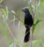 An Announcement of Ani. (Photo by Anita Westervelt)