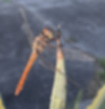 Roseate Skimmer. (Photo by Anita Westervelt)