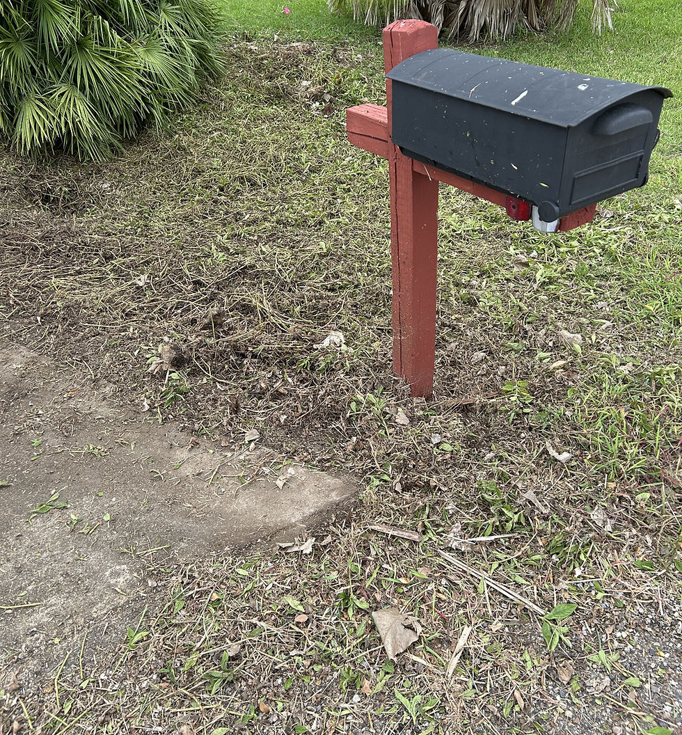 Initial eradication of trailing daisy off of driveway and from drainage ditch. (Photo by Anita Westervelt)