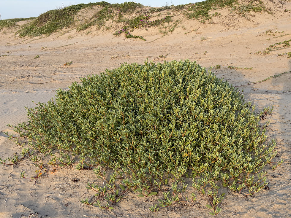 Sea Purslane, Sesuvium portulacastrum. (Photo by Anita Westervelt)