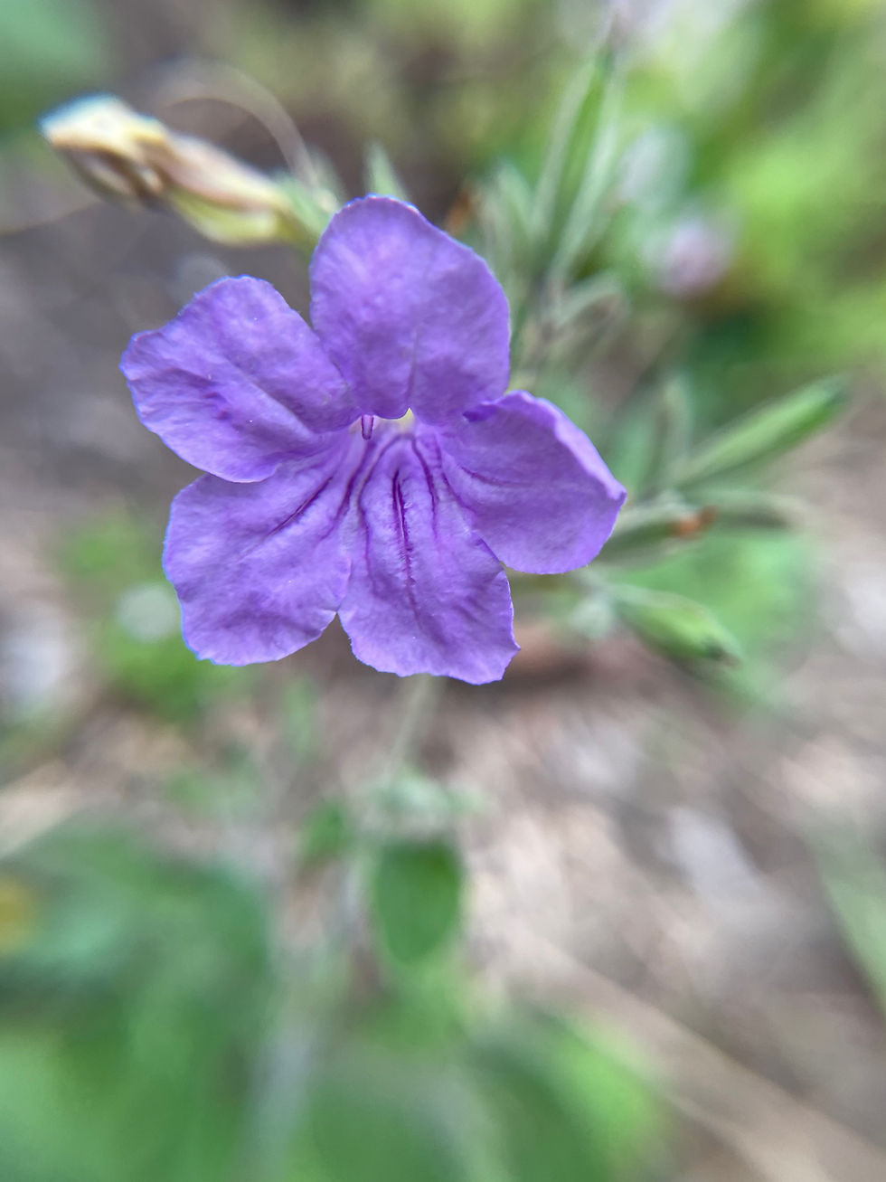 Two Ruellias