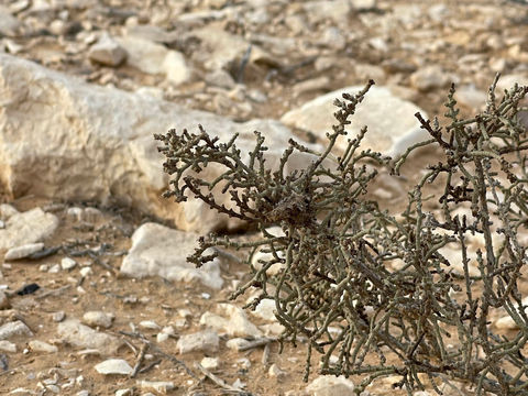 דיוואן ביר הדאג' - מרכז חינוכי ותיירותי