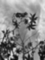 תמונה מצולמת 30*40 שחור לבן עצים