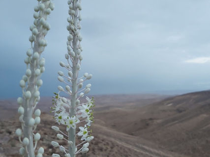במדבר- נביעה של חוויות, הדרכות וסיורים