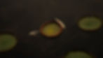 DSC07066.jpg