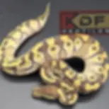 25 0.1 Pastave Enchi het VPI Axanthic (F)