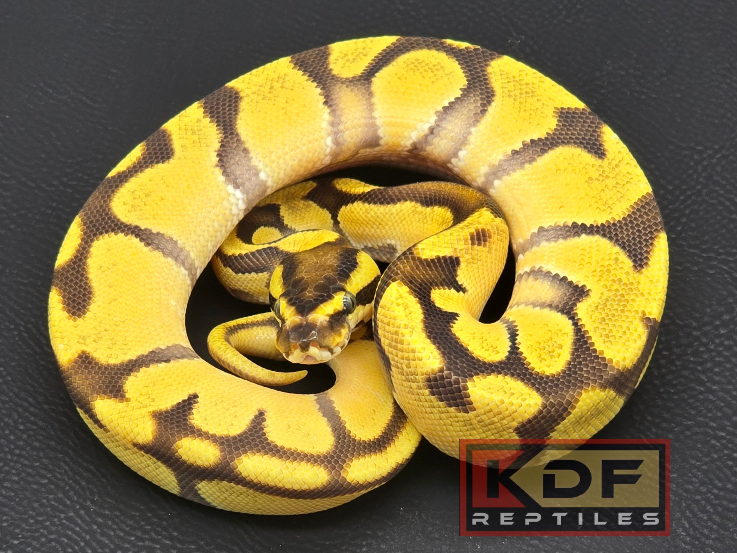 25 1.0 Enchi Orange Dream het VPI Axanthic (M)