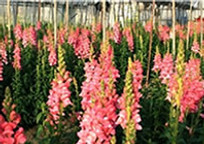サンセットブリーズ保田 花摘み