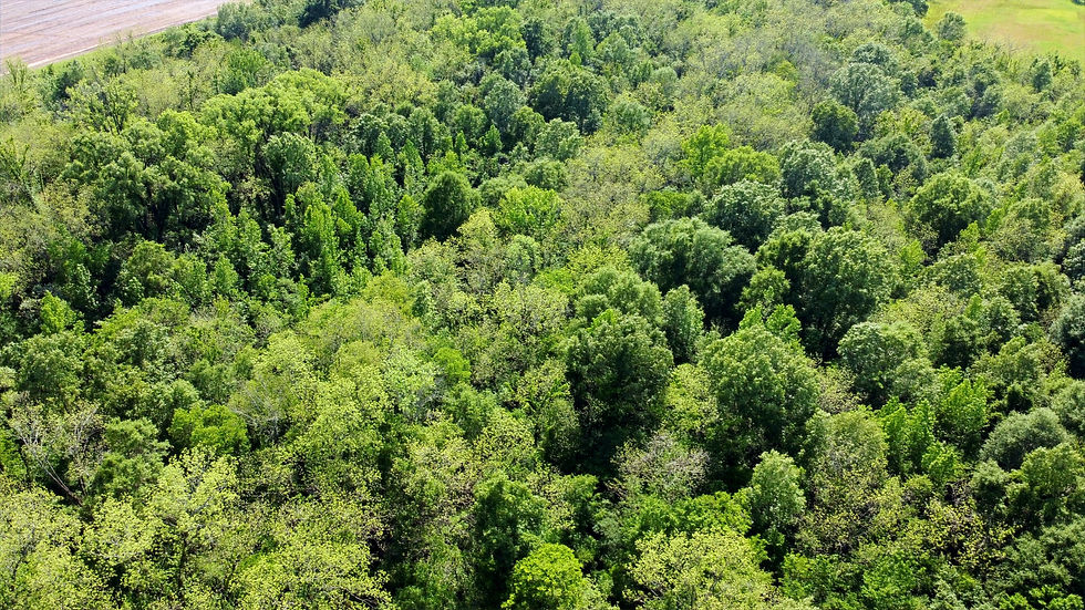 Arkansas Duck Hunting Bayou Land for Sale Holmes Real Estate