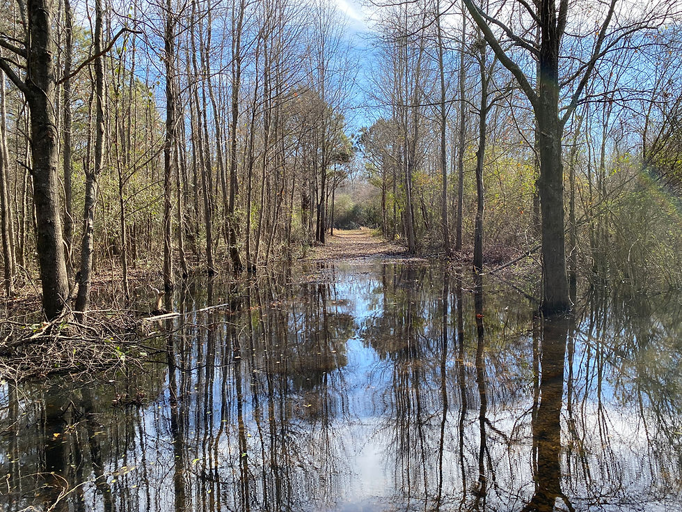 Arkansas Flooded Timber Duck Hunitng Property For Sale Holmes Real Estate