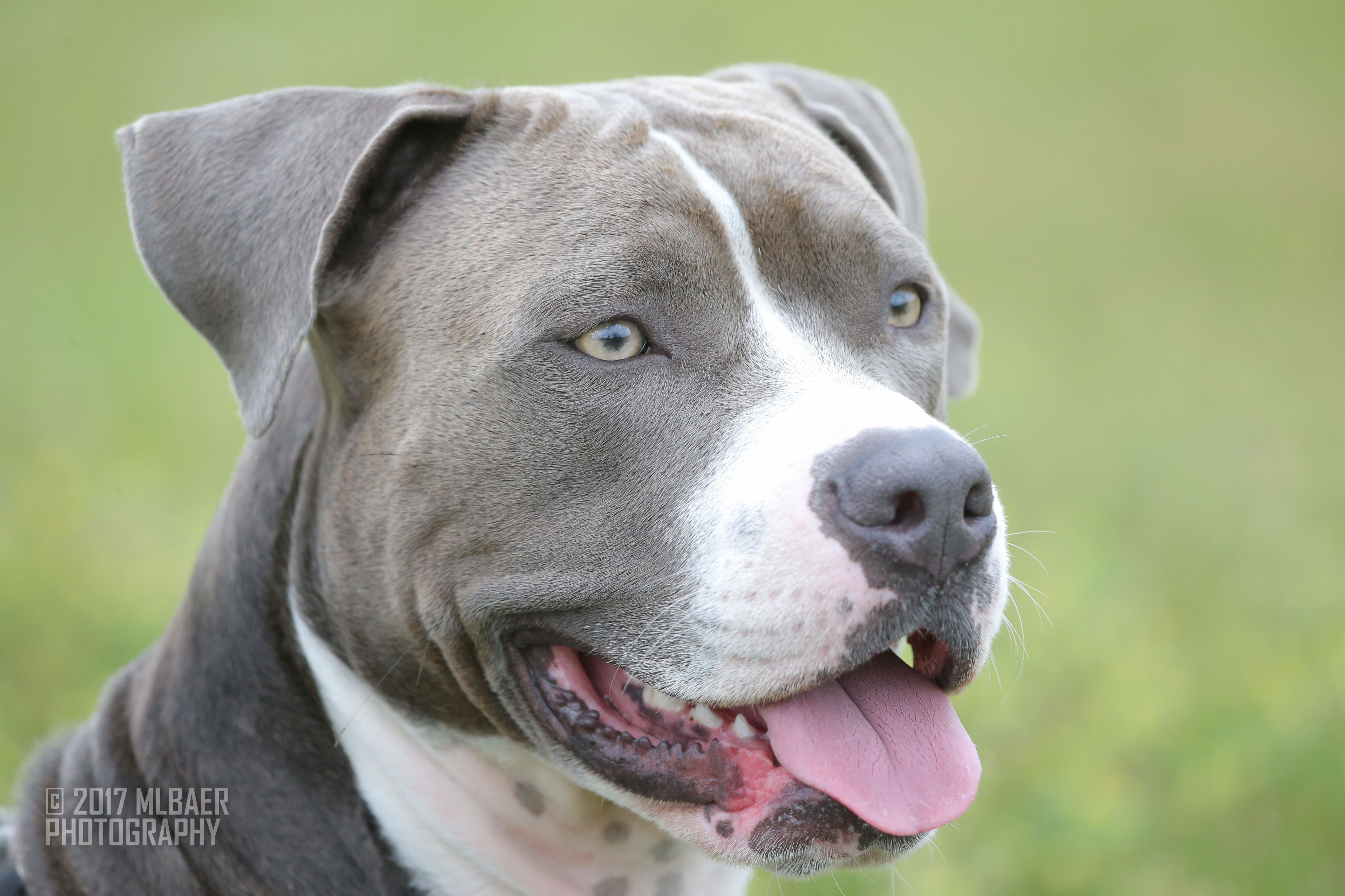 Finn CGC