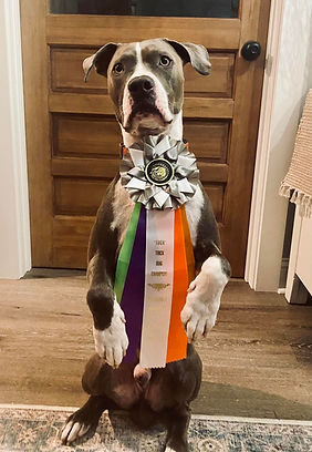 DMWYD Trick Dog Champion