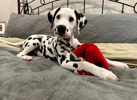 Ozzy Dalmatian, Mobile Dog Training Boarding puppy puppies classes trainer dog sitter, Grand Bay, Semmes, Alabama, gulf coast, biloxi, gulfport, pascagoula, midtown, west mobile, k9