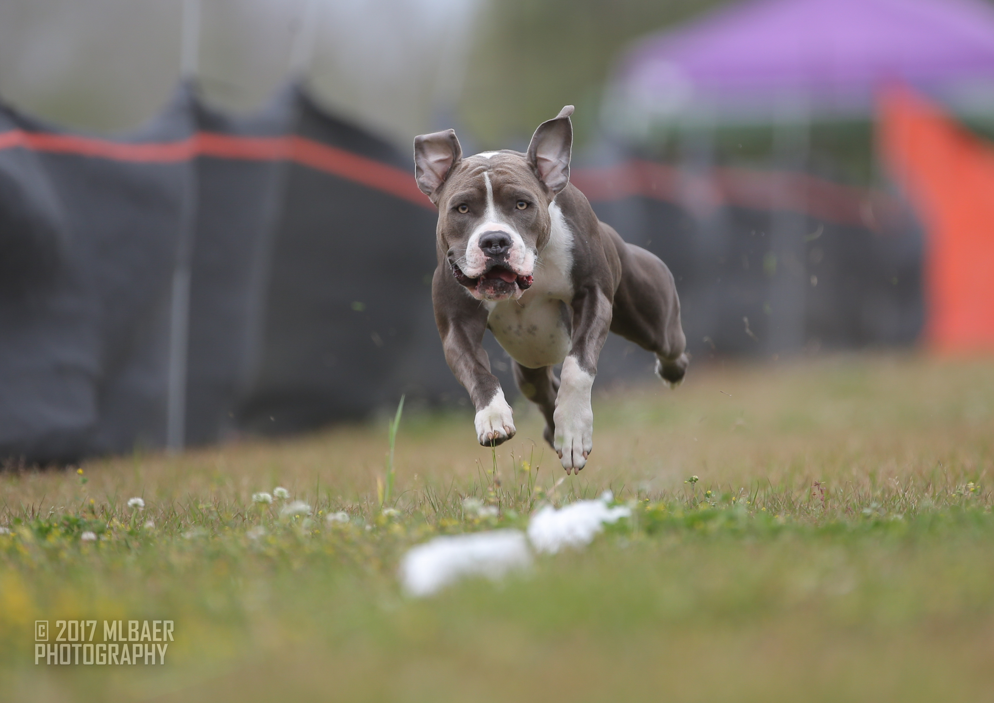 7.26 second 100 yard dash!