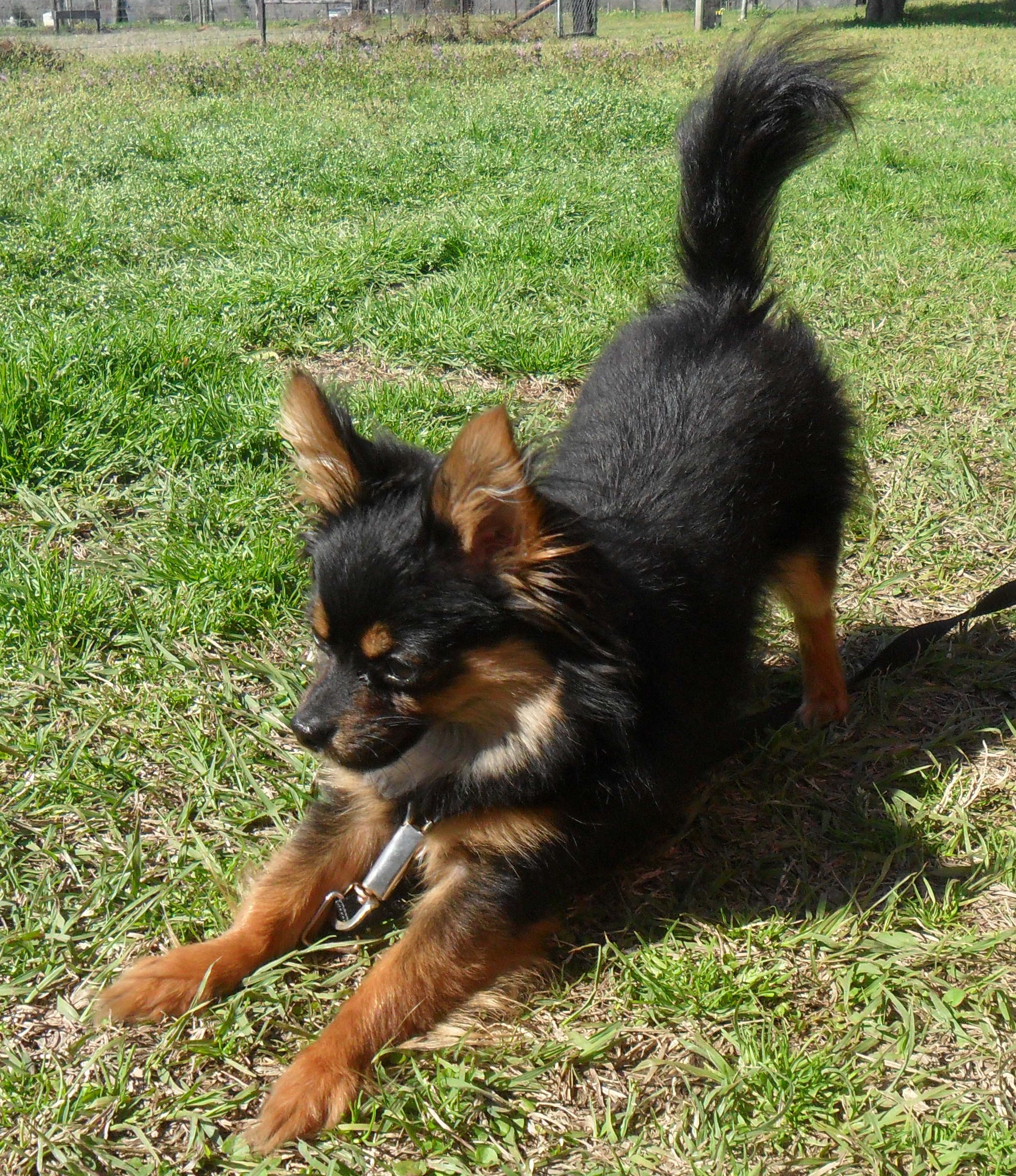 King Leon