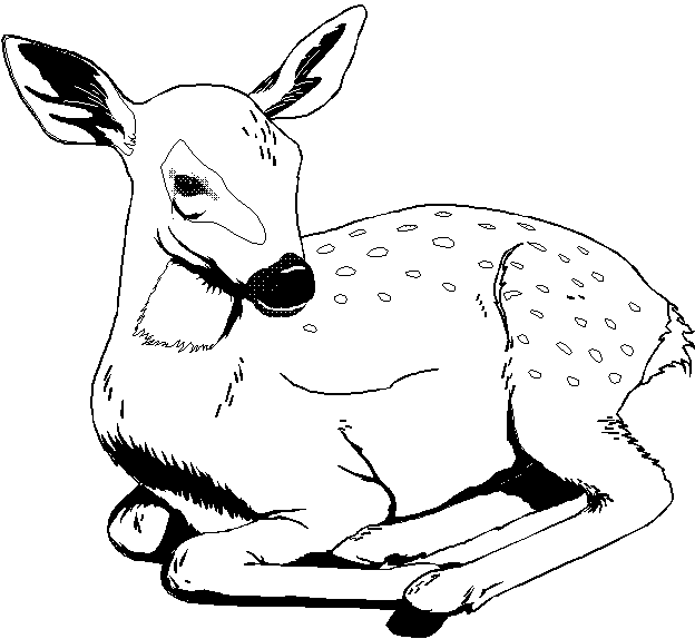 Black-Tailed Deer colouring page