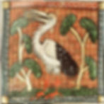 Storch