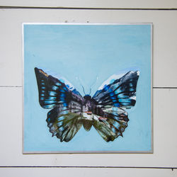 Animalia 4