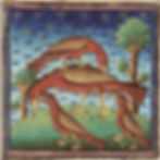 Wiedehopf