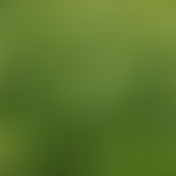 Intercropping and Nitrogen Management: Insights from Lana Shaw