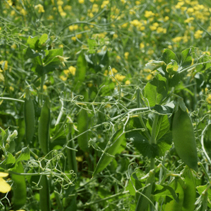 Intercropping and Nitrogen Management: Insights from Lana Shaw