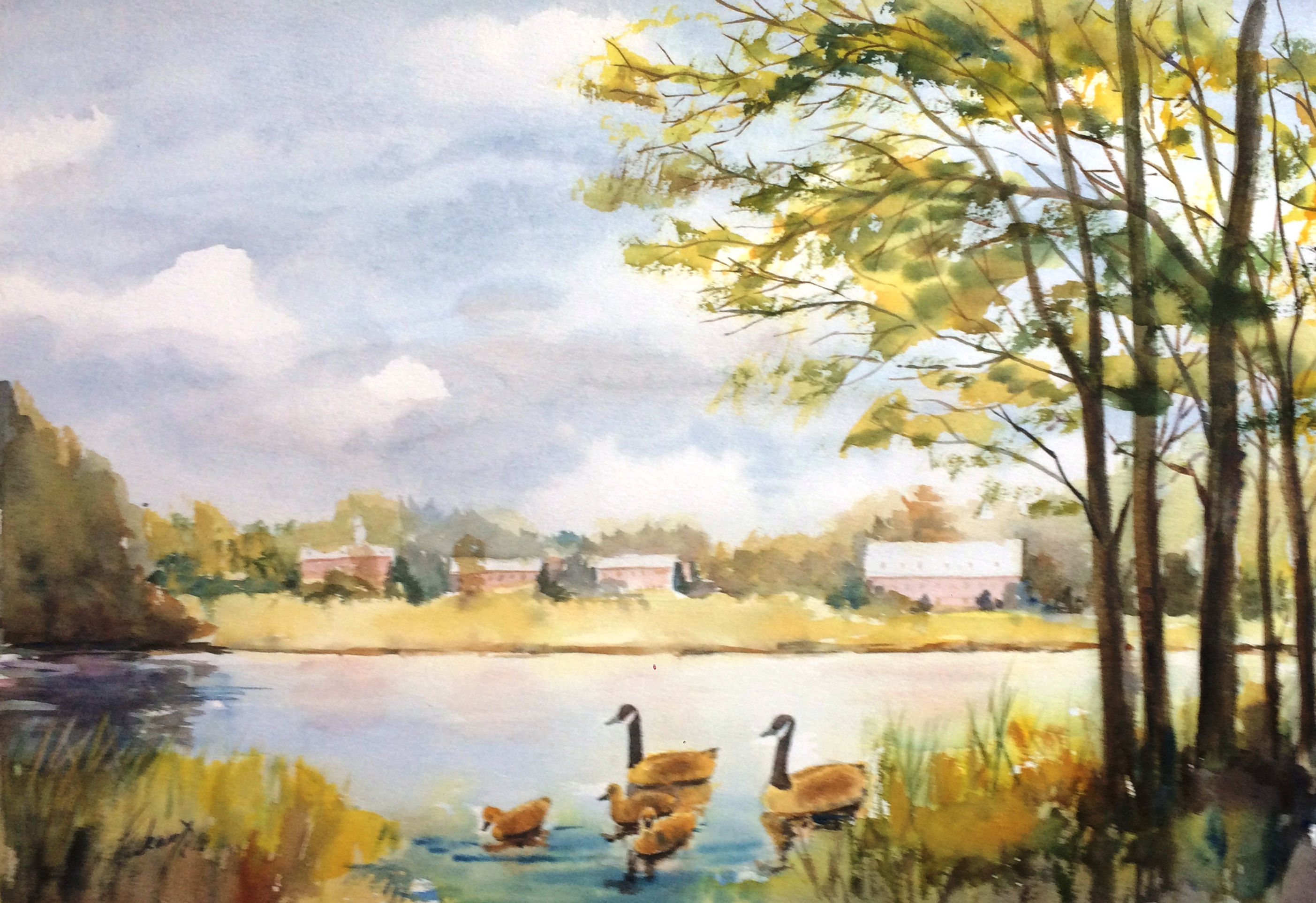 Goose Family - Família de Gansos