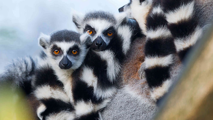 MADAGASCAR TREASURE ISLAND-LEMUR CATTA_small.jpg