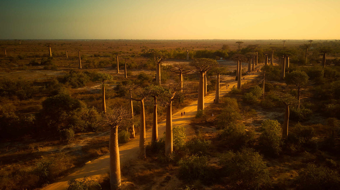 Allée des baobabs.jpeg
