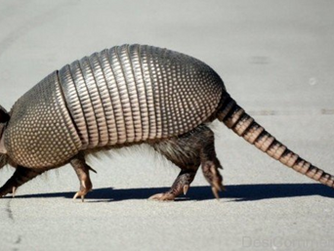 Articles des enfants : Les animaux de Patagonie