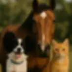 Hund.Katze.Pferd_Image_01 (1).webp