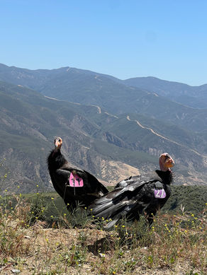 Wild California Condor Encounter!