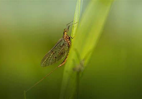 Fishfly season