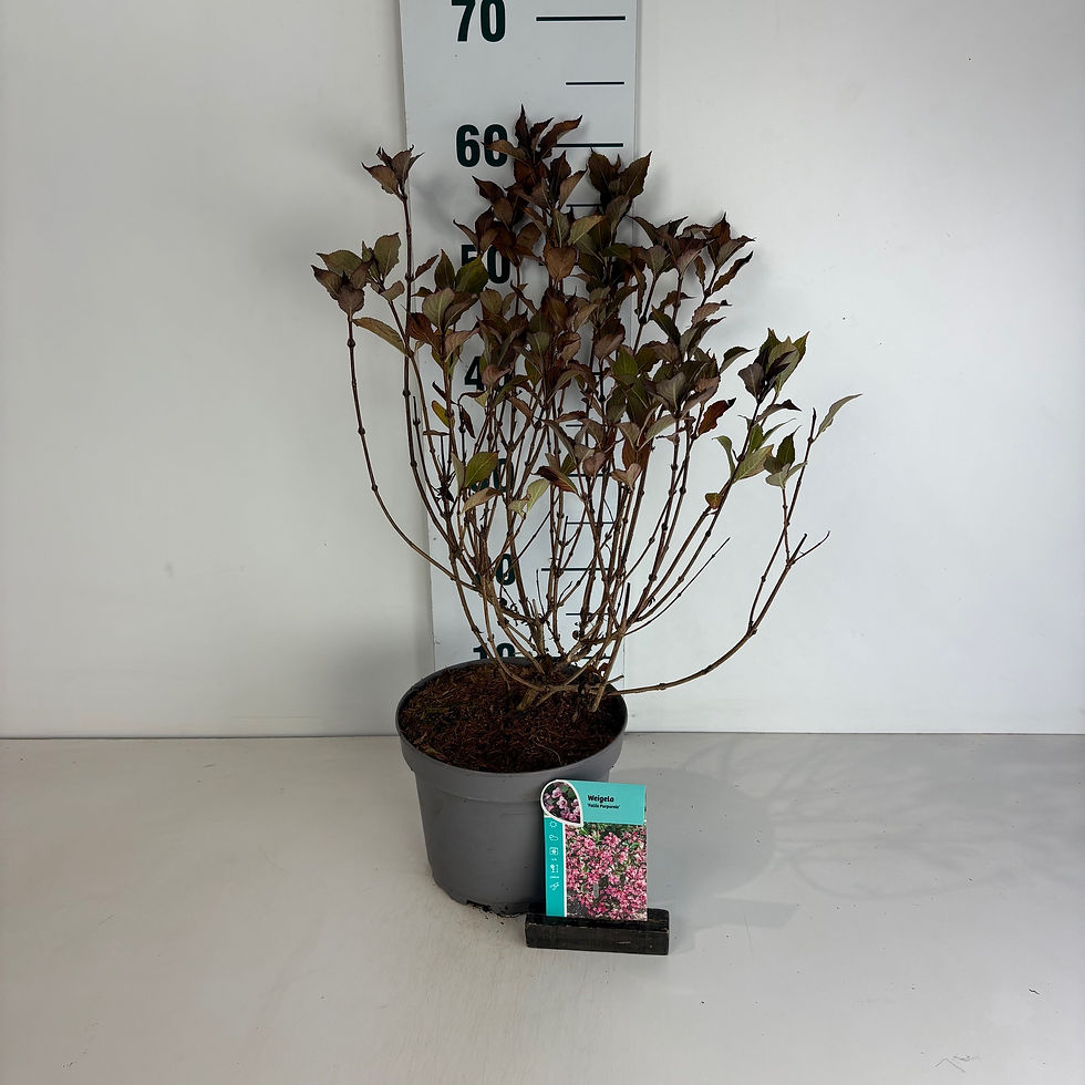 Thumbnail: Weigela florida Foliis Purpureis C3,5