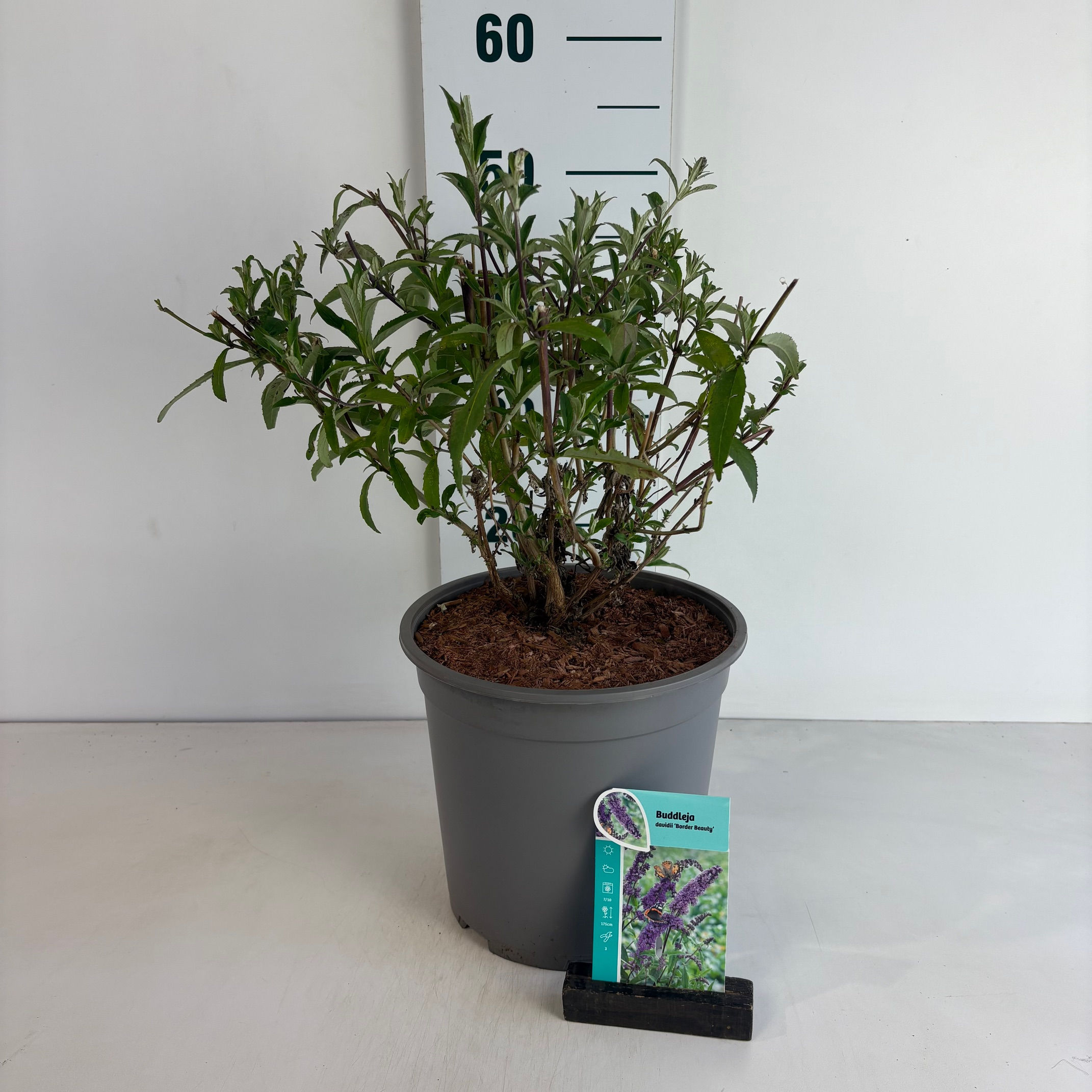 Buddleja d. Border Beauty C6,5