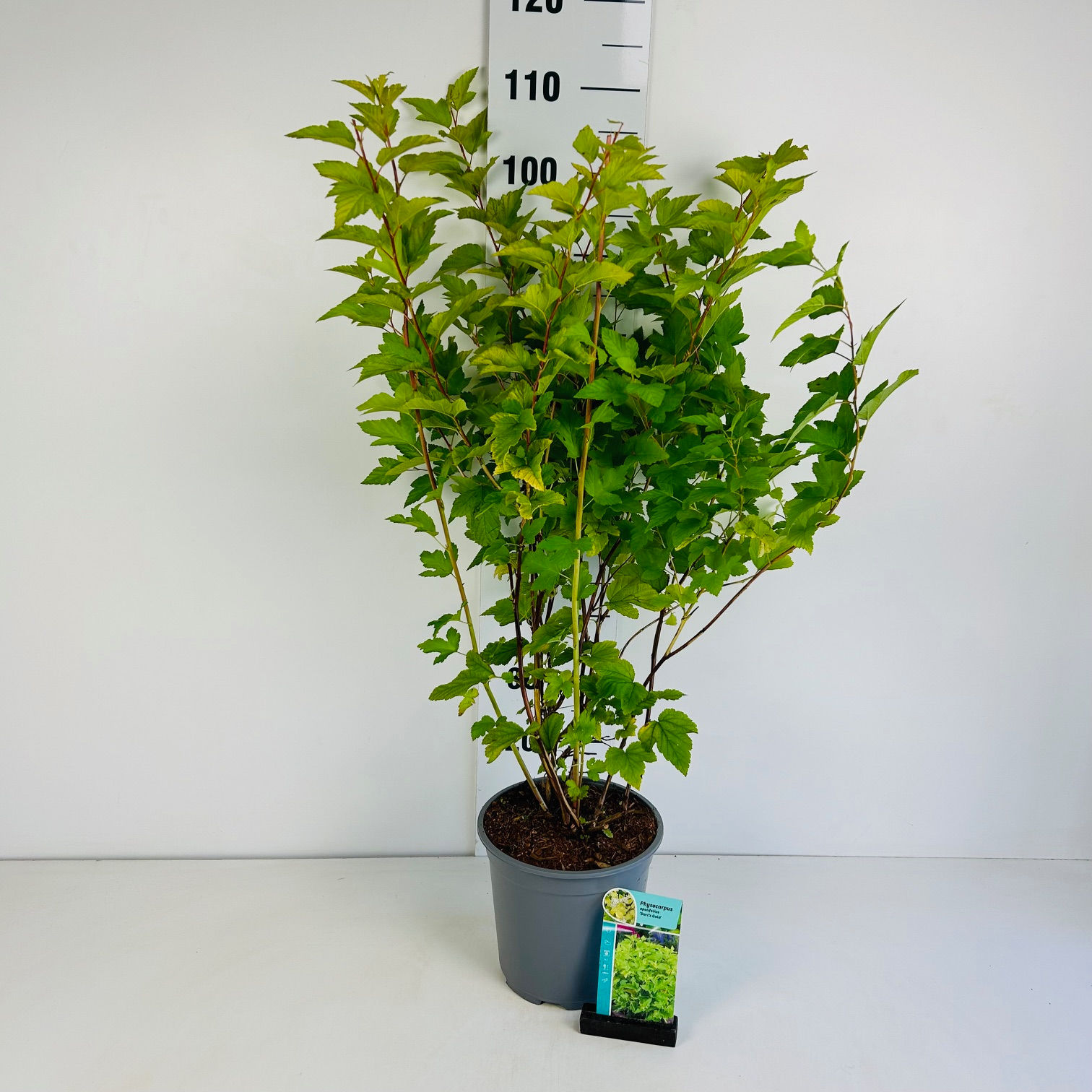 Physocarpus op. Darts Gold C6.5