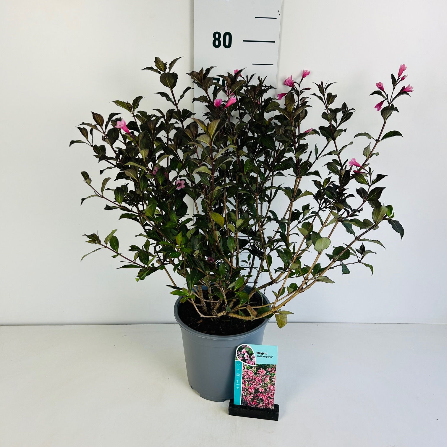 Weigela florida Foliis Purpureis C6.5