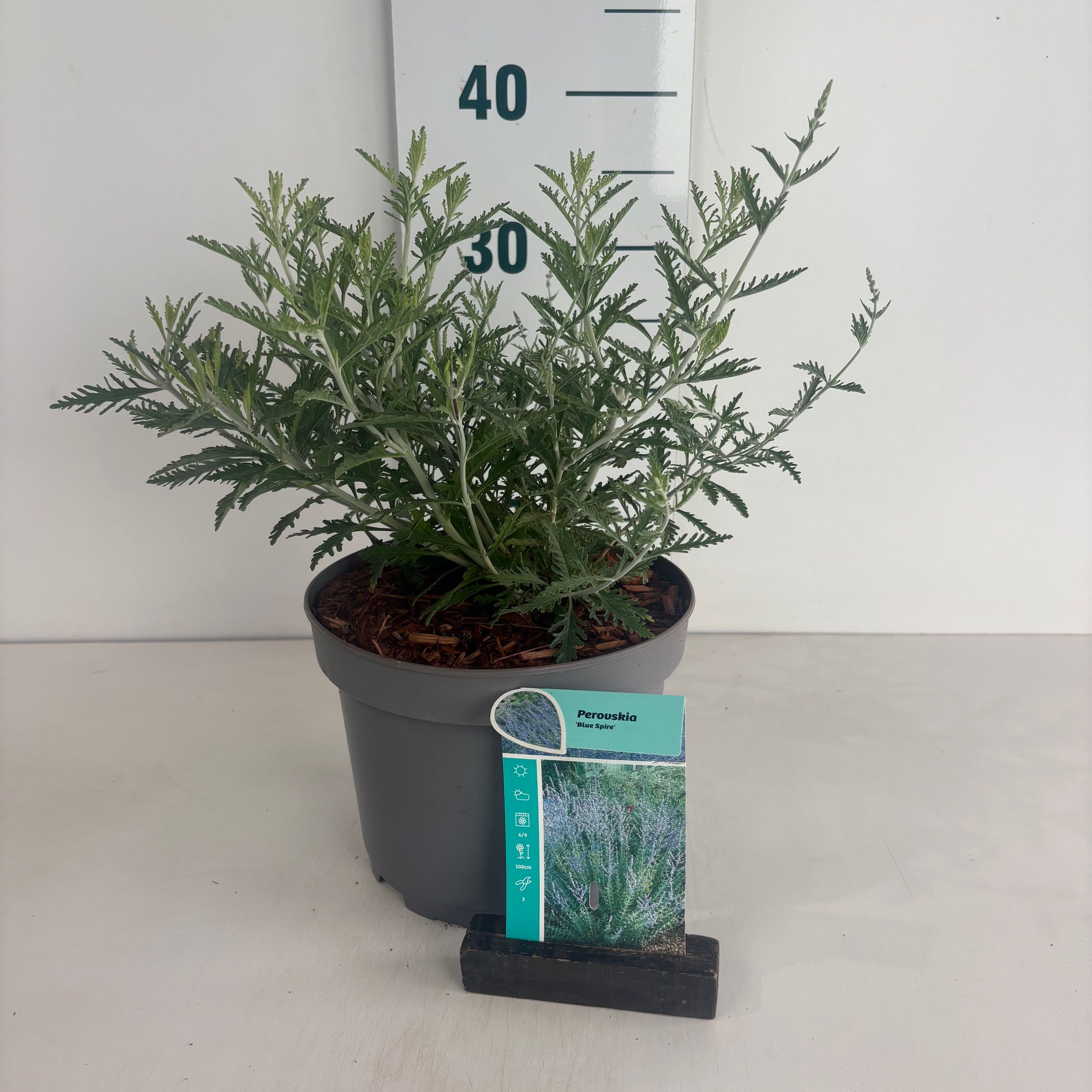 Perovskia Blue Spire C3.5