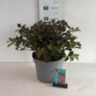 Weigela florida Foliis Purpureis C10