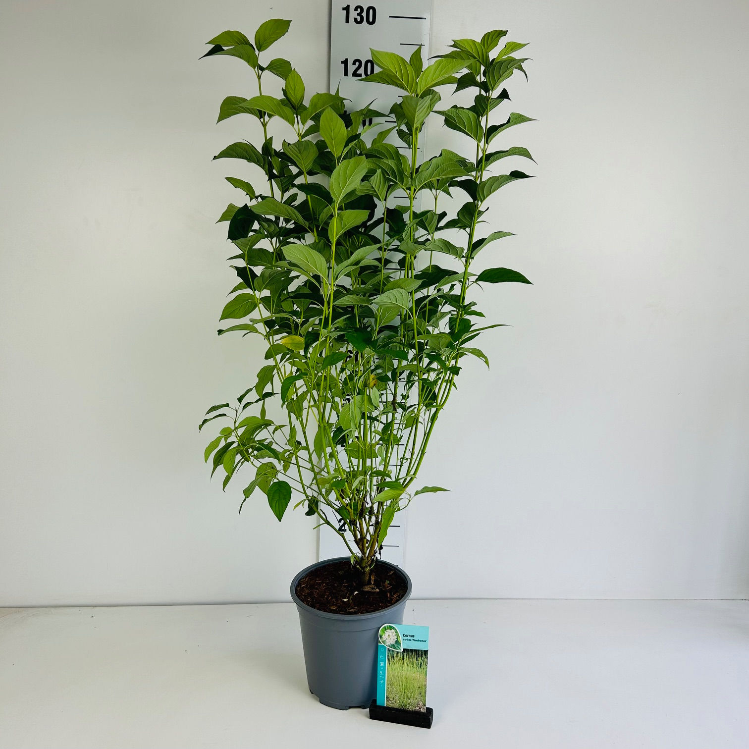 Cornus sericea Flaviramea C6.5