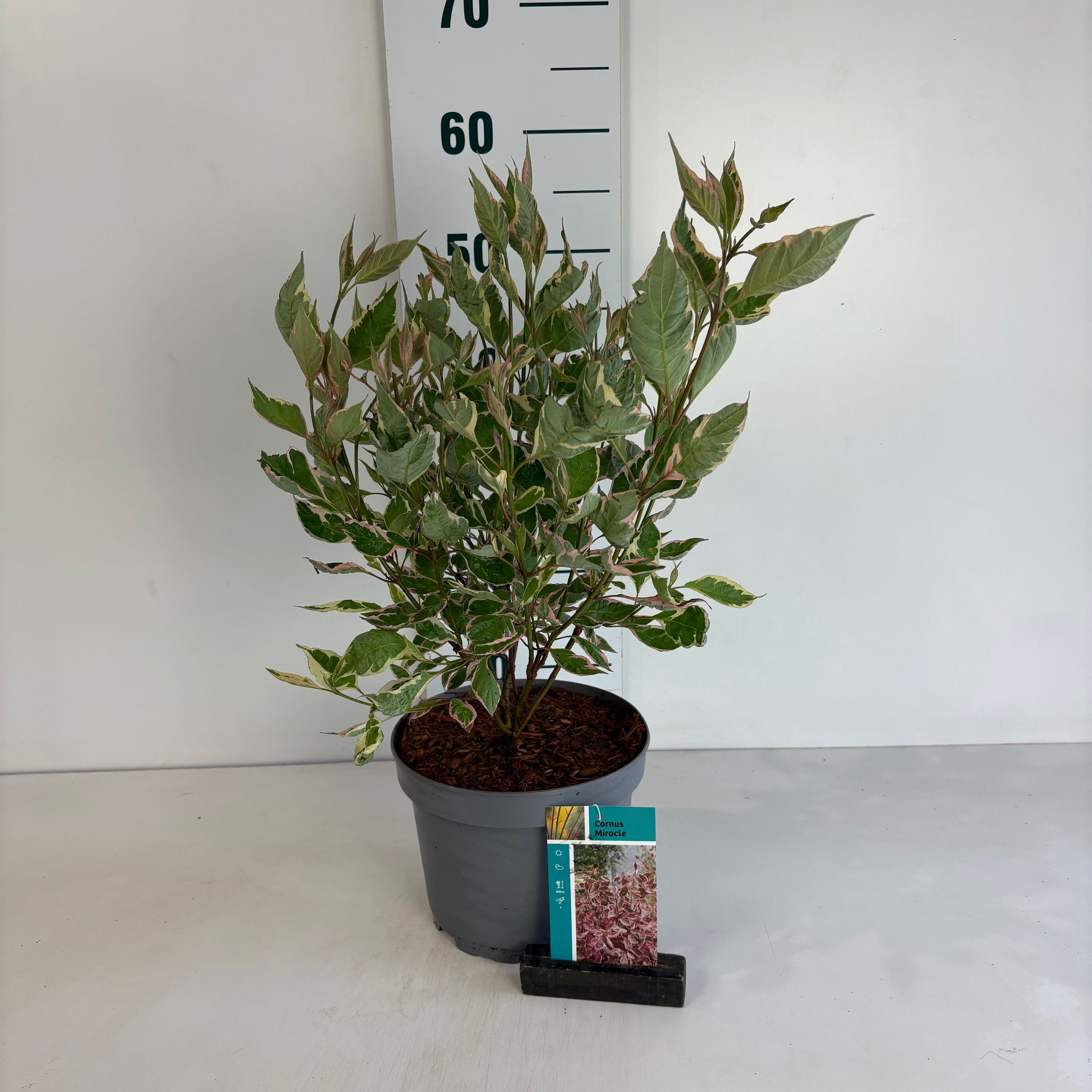 Cornus alba Miracle C3.5