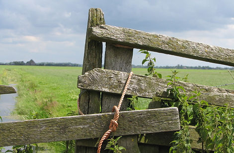 free consulation and srvey in surrey and surrounding areas for deer control and management