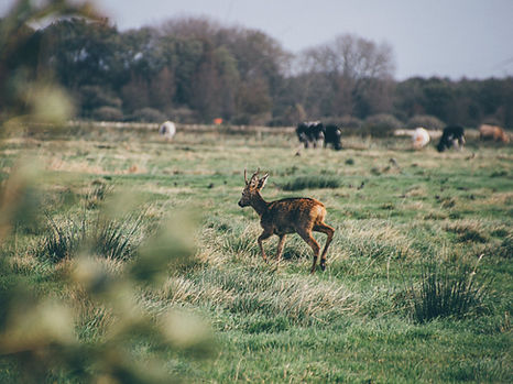 deer ticks and livestock problems surrey