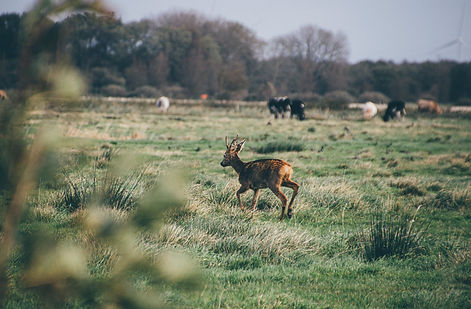 deer around dogs and livestock must be managed in surrey,hampshire and sussex
